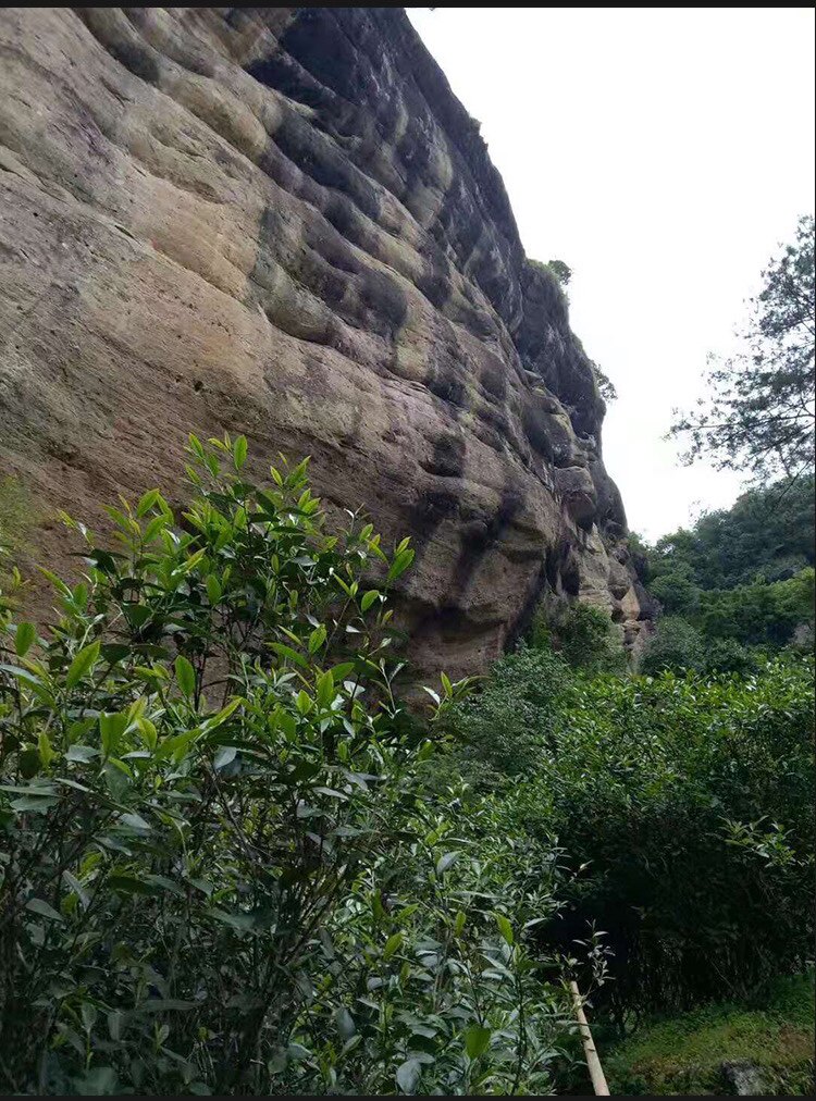 花笺茗碗茶叶