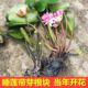 Courtyard pond pond aquatic water lily hydroponic plant water culture four seasons large water lily flower with bud root block water lily flower