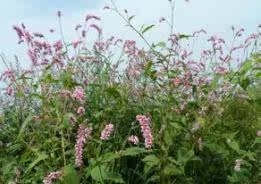 蓼藍種子 出售靛葉種子靛青籽染料染布青黛靛籽另有菘藍種子