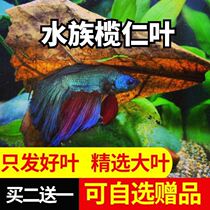 Lannen leaves lazy leaves natural tortoise Longan leaves adjust water quality olive leaves reduce acid and raise turtles