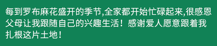 罗布麻茶新疆正品降压