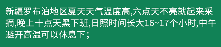 罗布麻茶新疆正品降压