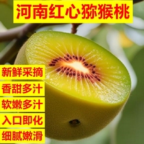 Henan Xixia Farm Kiwi coeur rouge Kiwis prêts à manger Fruits frais Livraison de verger sucré Mauvais fruits Compensation garantie