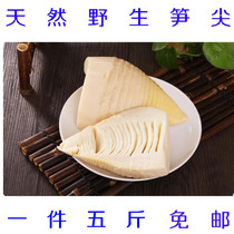(Champion bamboo)Bamboo shoots fresh spring shoots wild bamboo shoots pointed bamboo shoots dried bamboo shoots fresh bamboo shoots winter shoots now dig 5 kg of vegetable specialties