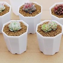 Imitation ceramic white thick resin flower pot succulent plant cactus ball small flower pot simple Strong durable octagonal basin