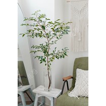 Flower Summer season flower fresh cut branches water breeding flower arrangement Elm leaf National Shunfeng Express