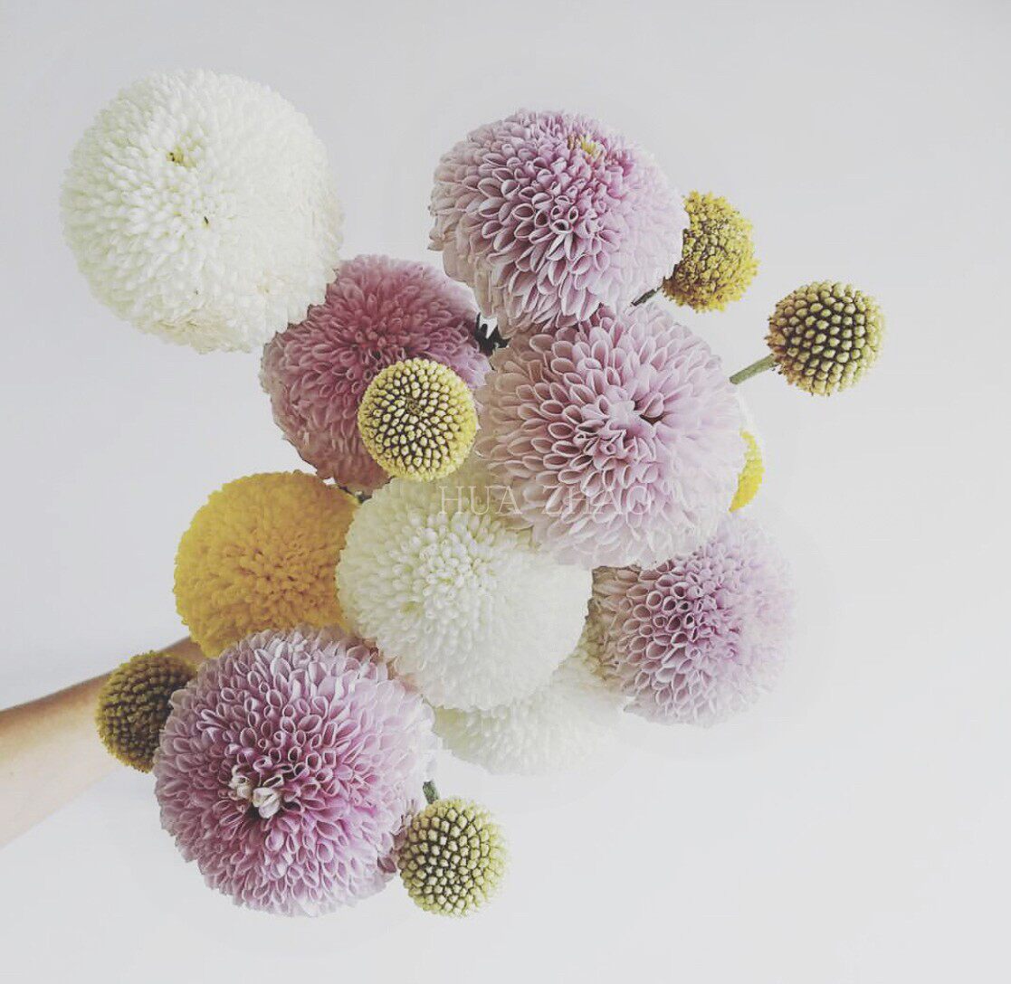 Ping pong Yunnan Flowers Household flowers Shanghai Tongcheng Flowers delivered 10 pink purple yellow