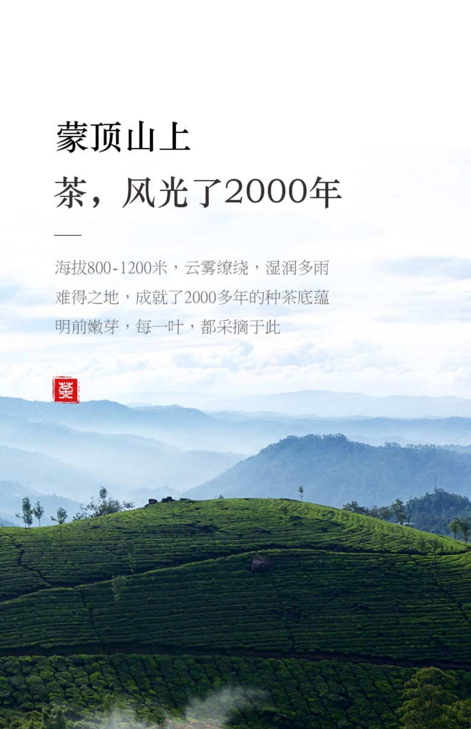 【虎标】茉莉花茶特级茶叶100g浓香型