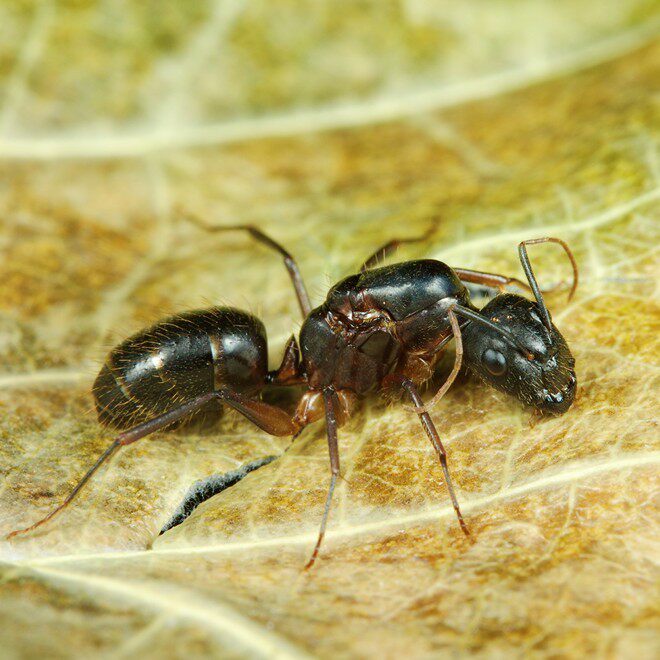平和弓背蚁 Camponotus Mitis:🌿杂食易养繁殖王,粉红卵宝宝来袭!🔥-蚂蚁工坊-淘宝好物网