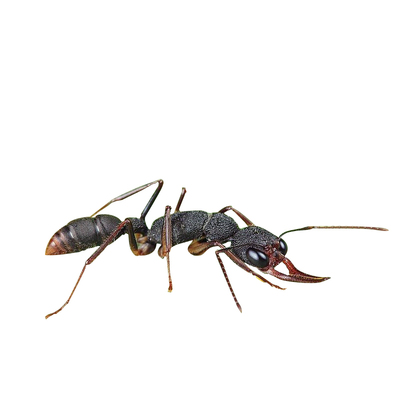獵鐮猛蟻harpegnathos Venator活體螞蟻工坊寵物生日禮物科普教學 獵鐮猛蟻harpegnathos Venator活體螞蟻工坊寵物生日禮物科普教學
