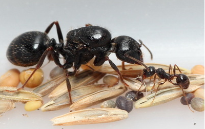 Artisans harvest ants Messor structor Live ant world workshop Live PET birthday gift