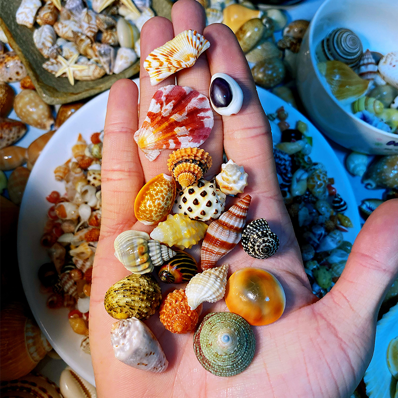 [Video Available to See the Actual Items] Eighteen Kinds of Ultra-Stunning Shell and Conch Combinations, Shell and Conch Collection Specimens