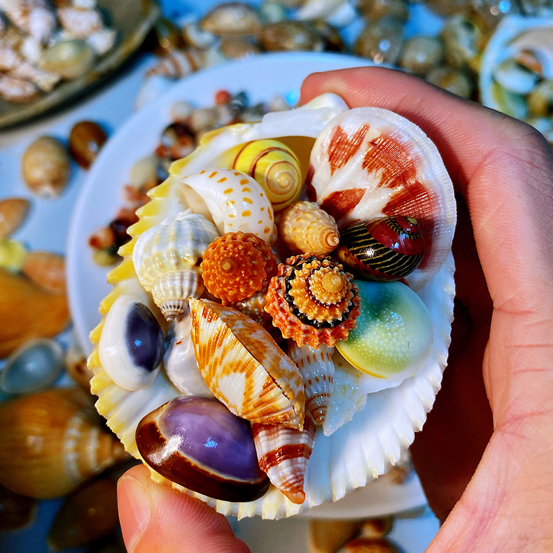 [Video Available for Viewing] 20 Kinds of Brightly Colored Shell and Conch Combinations, Shell and Conch Collection Specimens