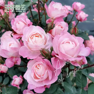 Flower gardening (Dream aura) Blossom rose seedlings 1 gallon garden plant balcony potted rose