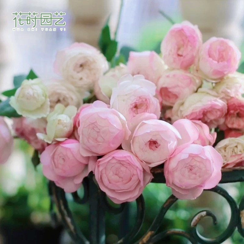 Florin Gardening (strawberry almond cake) Large flower lunar season Cheeseflower upright patio Ornamental Balcony Potted Plant multi-season opener