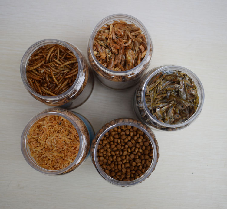 Snapping turtle water turtle Brazilian turtle feed calcium supplement turtle food turtle food turtle feed young turtle mouth food grass turtle dried shrimp