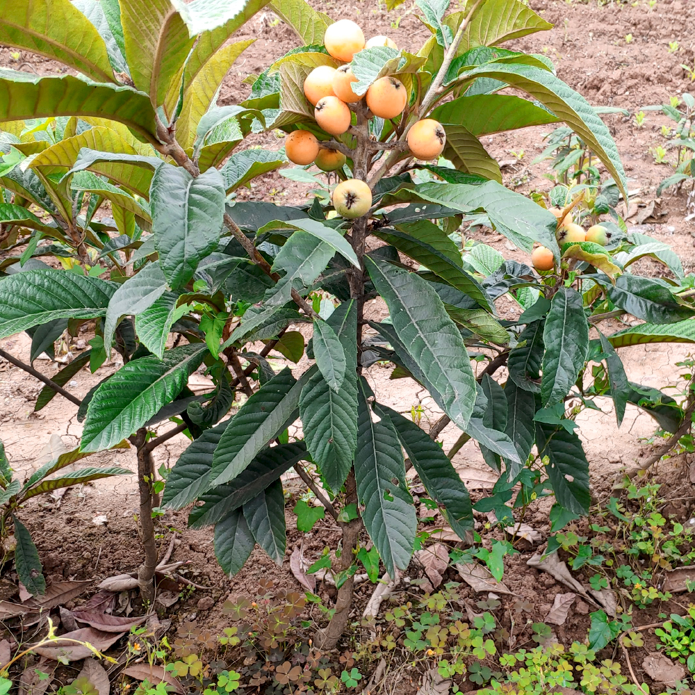 大五星枇杷苗盆栽地栽嫁接苗枇杷樹果樹苗四川果苗特大琵琶