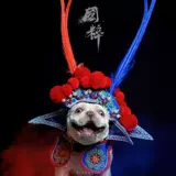 Corki Stinea Header Wusheng Hat Новый год новогодних праздничных собак Смешные смешные танце