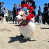 Corki Stinea Header Wusheng Hat Новый год новогодних праздничных собак Смешные смешные танце