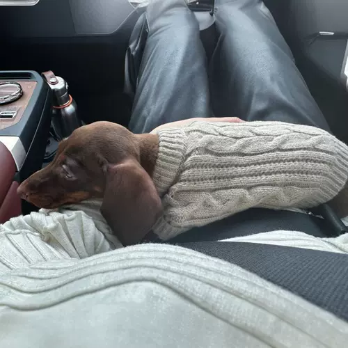 Sausal Dog Olde Sweater свитер Бибели Тедди Малзис зимой в теплых домашних животных на осенней и зимней одежде