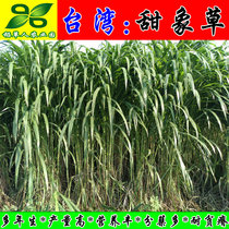 Taiwan sweet elephant grass seed Bud high yield high quality cattle and sheep animal husbandry seed bud stem can exceed 32 tons per mu