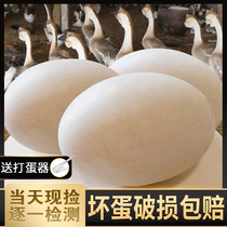Goose eggs Farm free-range 6 pregnant women fresh raw hungry goose eggs 6 natural lion head extra large super large goose eggs