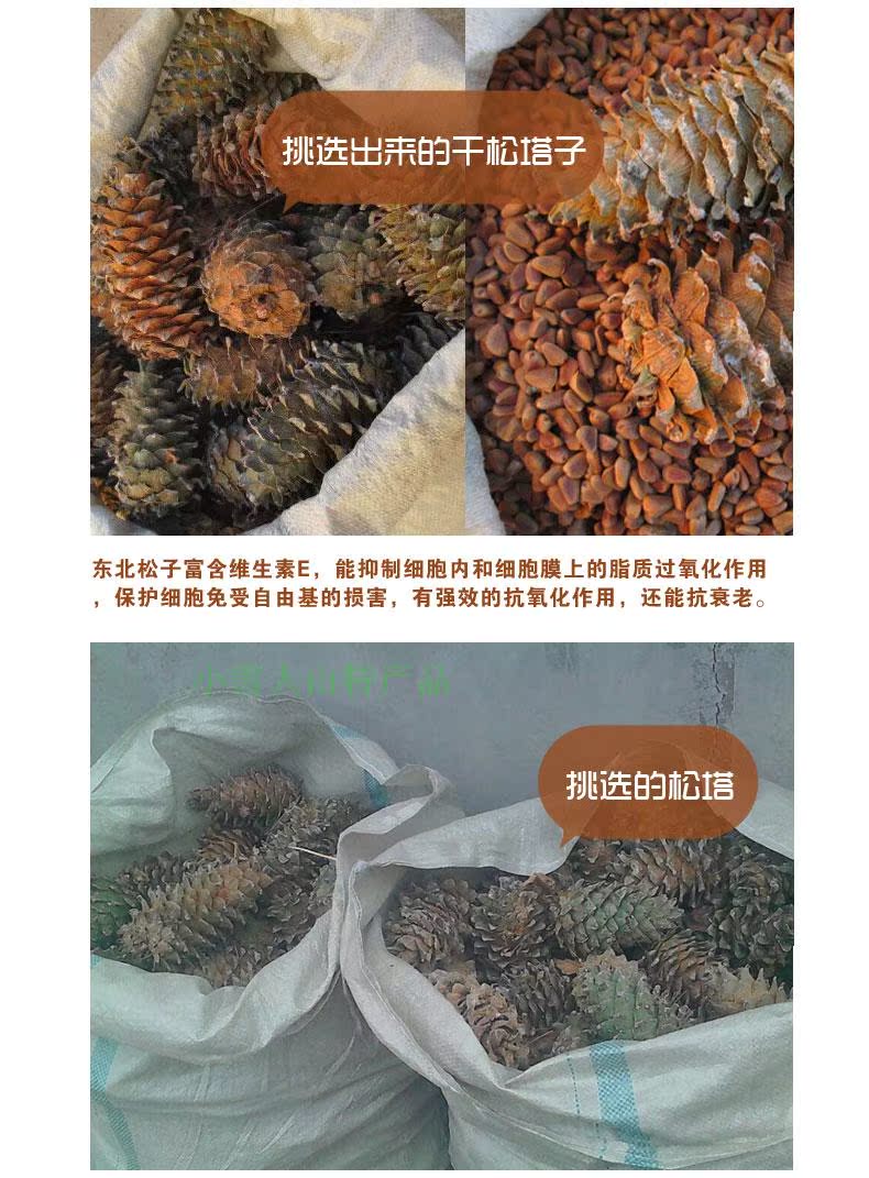 松塔,松子,松树,松鼠,新货 苗木网