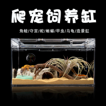 Climbing Darling Rearing Box Rainforest Cylinder Lizard Patron Corner Frog Posting Crab Beetle Rearing Box Reptile Glass Eco Cylinder