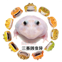 Variation Angle Frog Picks Up Menu Gene Variant Bigene Variant Triple Gene Variant Bluechange