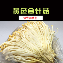 Hot pot ingredients fresh yellow Flammulina velutipes 5kg new edible fungus hot pot restaurant vegetable distribution