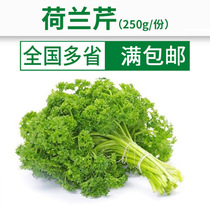 French Fragrant Parsley Western Dining Plate Decorative Vegetation For the Day Fresh 250g Delivery Fresh Fragrant Parsley