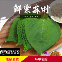 Fresh Purple Suyleaf Suzu Leaf Han Style Roast Barbecue Leafy Green Vegetable Tea Bag Rice 1 Box Vegetable Distribution