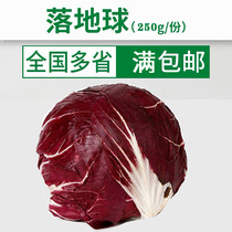 Earth lettuce 250g fresh vegetables red chicory red chicory salad lettuce purple cichory