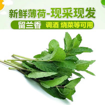 Fresh-mint leaves Special western food seasoning fresh vegetables on the day picking delivery 250g summer cool