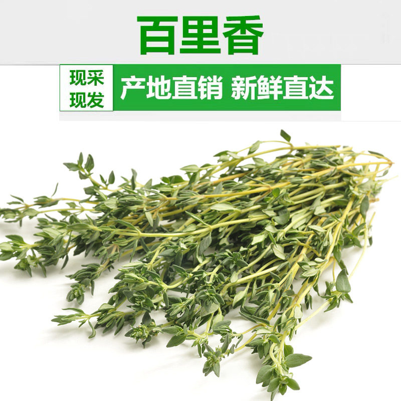Fresh Spice Fresh Thyme Western Spice Thyme Thyme Leaves 50g Fresh Vegetable Leaves