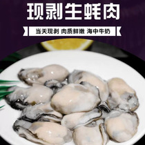 Raw oyster meat Qingdao oyster meat now peeled fresh seafood sea oysters wild fresh seafood fried egg sea oysters 700g
