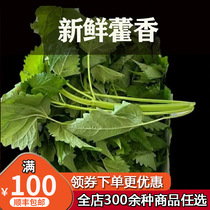 Fresh Huoxiang grass Wild Huo Huoxiang crucian carp 500g same day picking fresh vegetables vegetable distribution
