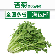 Chengdu seafood fresh vegetables fresh bitter chrysanthemum dog tooth dish bitter leaf lettuce Western Food Ingredients 500g