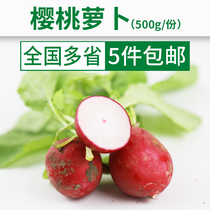 Cherry radish organic vegetable fruit radish fresh crisp no leaves original ecological vegetable distribution salad 500g
