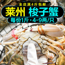 Laizhou crab fresh swimming crab sea crab live Red Mother fresh Yantai wild swimming crab fresh