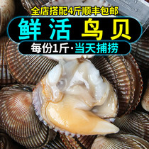 Birdshell fresh bird clam fresh seafood fresh shellfish 500g birdshellfish sashis White shellfish 4kg Shunfeng bird shellfish