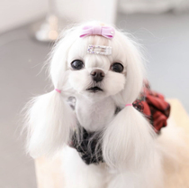 South Korea Imports Full Drill Half Pack Square bb Clamp Broken Clothes Maltese Yorkshire West Teddy Bears Daily