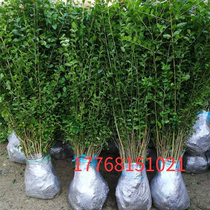 Small-leaf Ligustrum lucidum courtyard villa garden green hedge four-season evergreen cold-resistant plants green seedlings