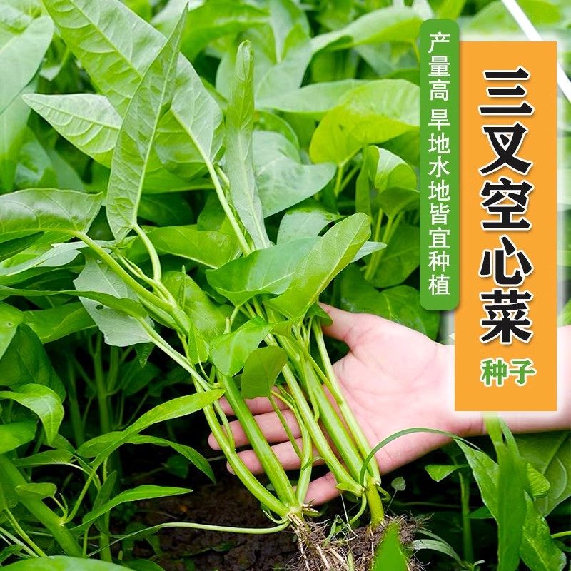 通心菜的功效与作用揭秘-健康-淘宝百科网
