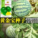 Золотое сокровище семена арбуза зеленая кожа желтое сердце арбуз кожа кожа