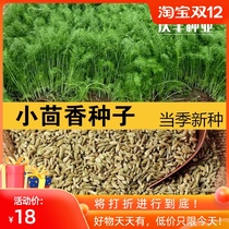 Fennel seeds Fennel seeds with fragrant incense shred vegetable seeds bulk vegetable seeds sown cold-resistant old varieties in all seasons