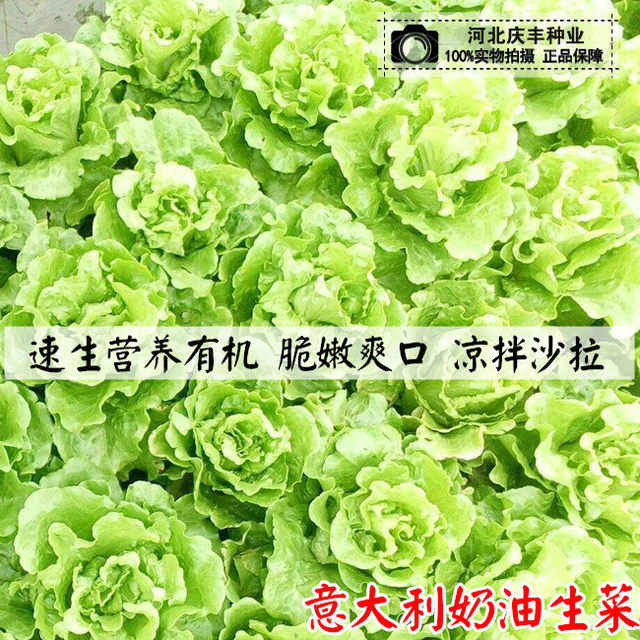 Balcony vegetable seeds, butter lettuce seeds, raw, super tender and nutritious vegetable salads, sown in all seasons in spring