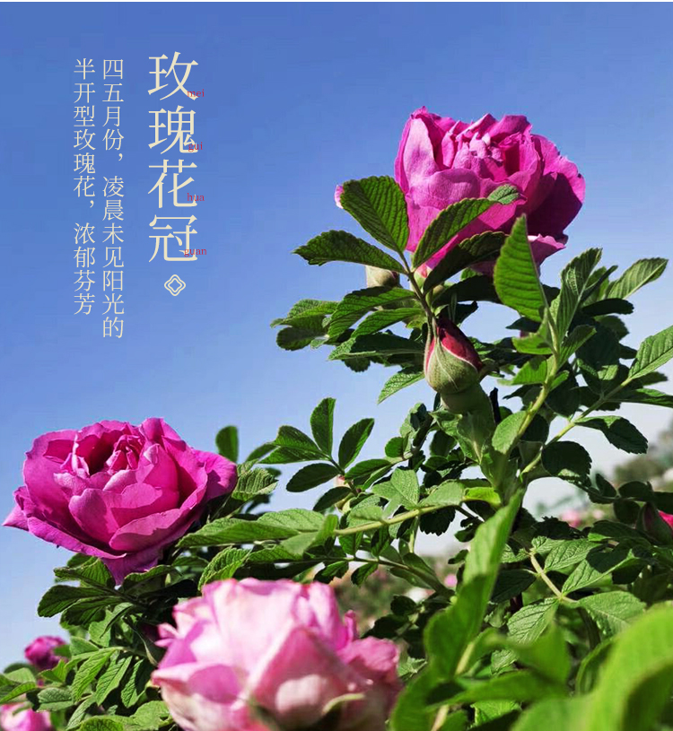 玫瑰花茶干花大朵平阴玫瑰花