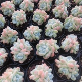 Сочные ледяные некваренные сочные растения Юньнана