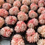 Сочные копченой королевы сочные растения Юньнана многообещают